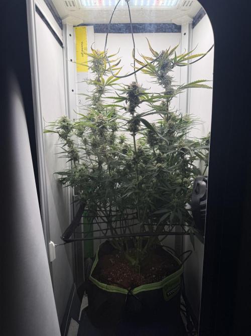 . Week 10