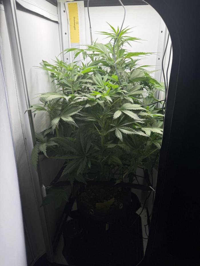 Mix bag. Week 7 - Think I need to do some defoliation 