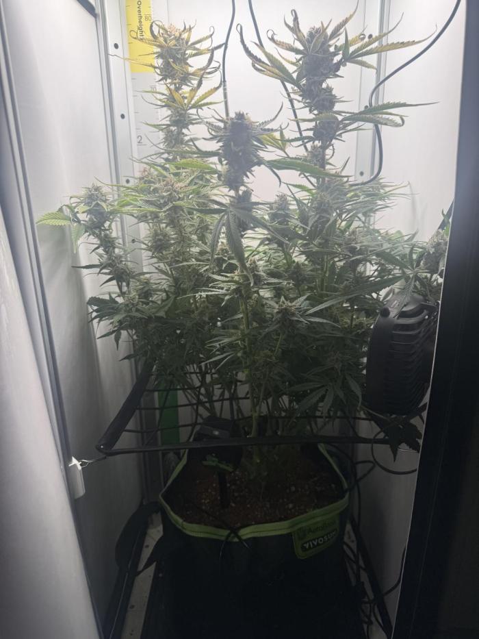 Cherrypie. Week 11 - Still growing 