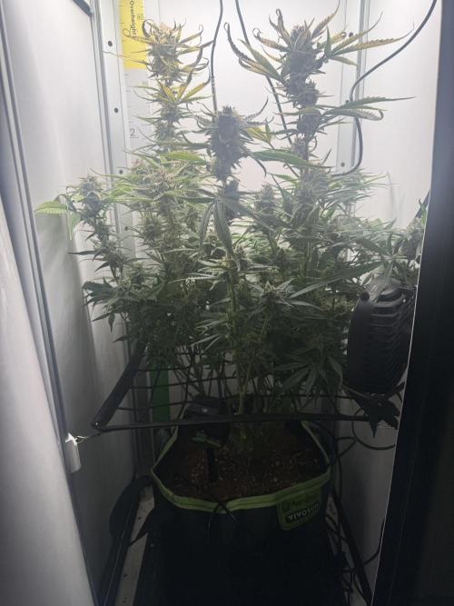 . Week 11