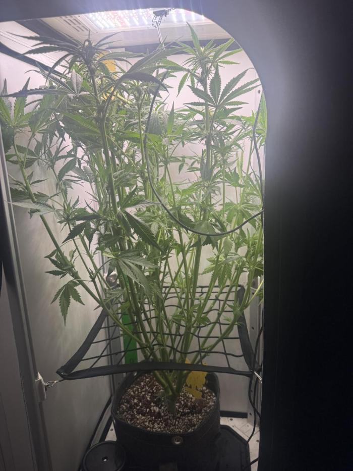 Mix bag. Week 8 - Right on schedule 