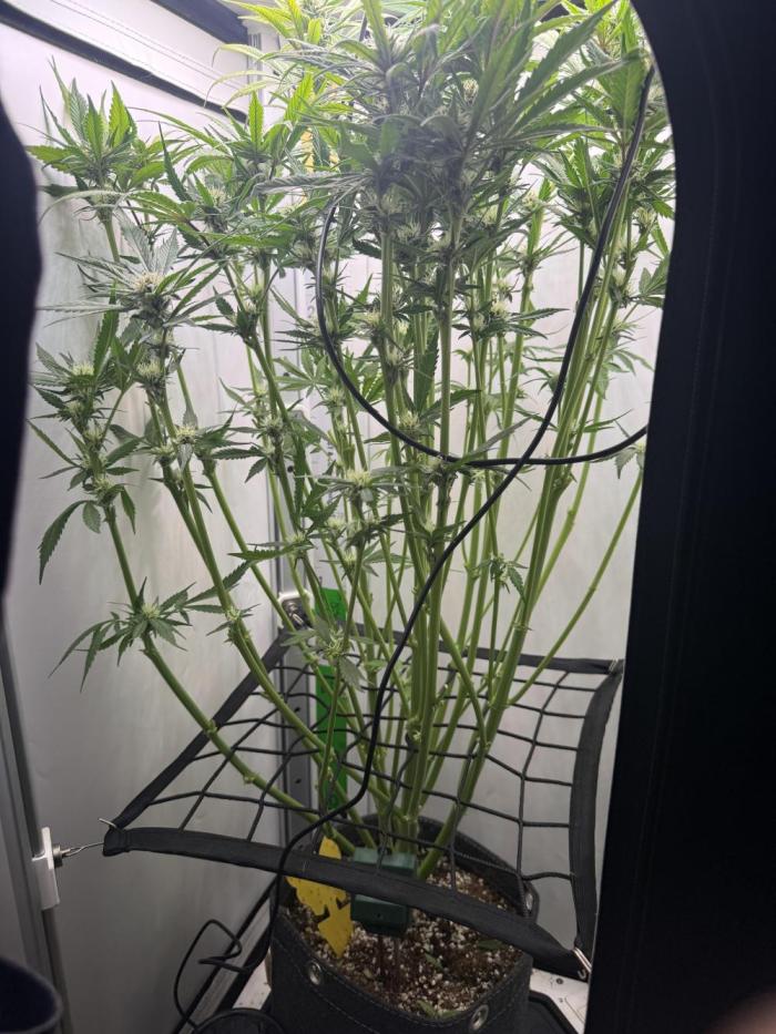 Mix bag. Week 9 - Did a little defoliation 