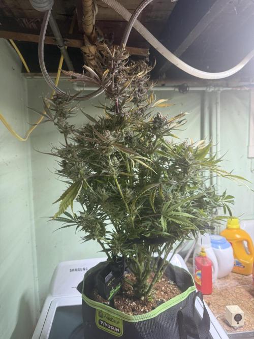 . Week 12
