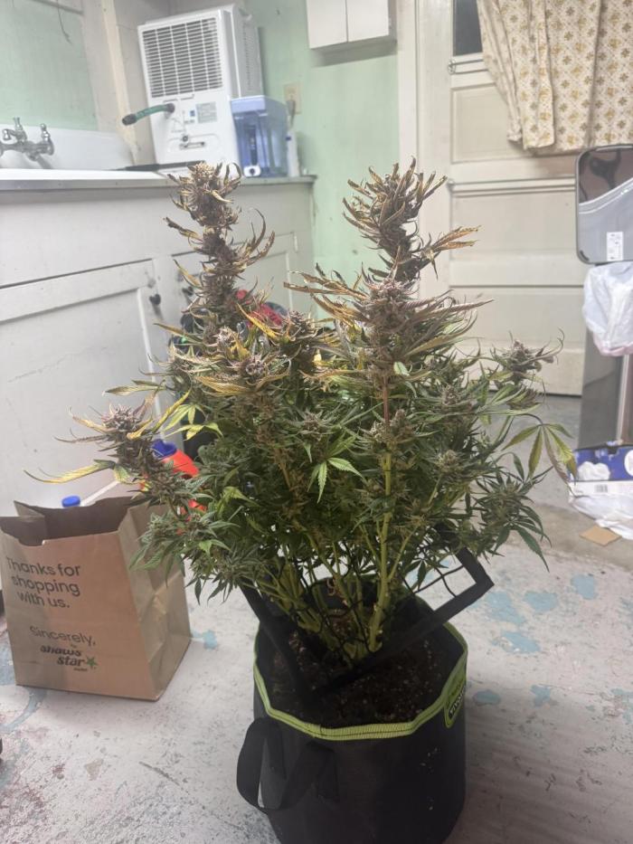 Cherrypie. Week 13 - All Said and done