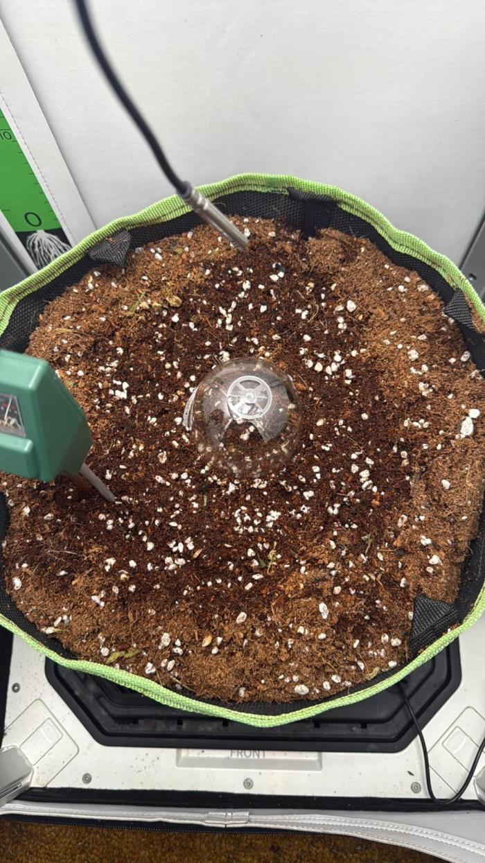 White runtz. Week 0 - Starting another run