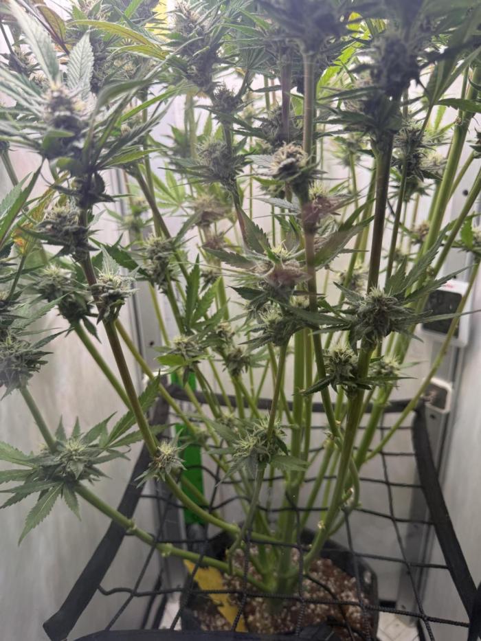 Mix bag. Week 10 - Still waiting looks like couple more weeks 