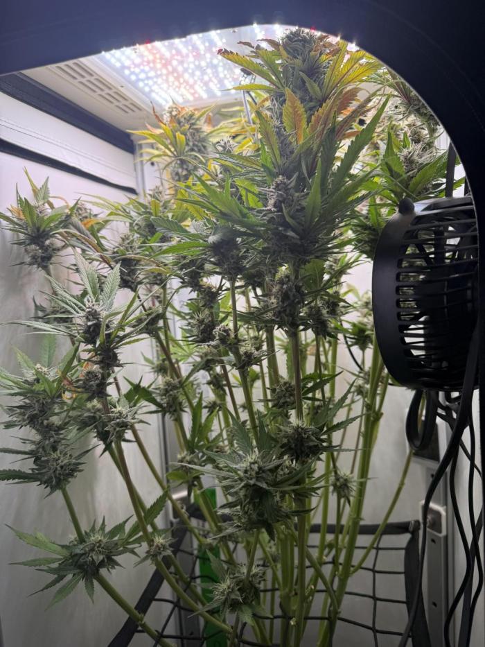 Mix bag. Week 11 - Still coming along