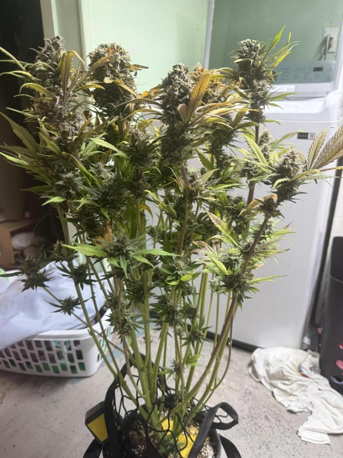 Mix bag. Week 12 - To tall for vgrow but successful grow