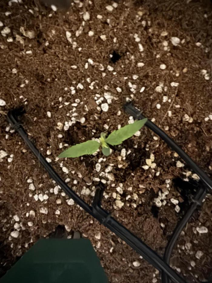 White runtz. Week 1 - Had a hard time getting a seed to take