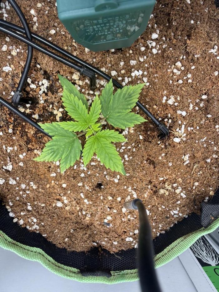 White runtz. Week 2 - Coming along nicely 