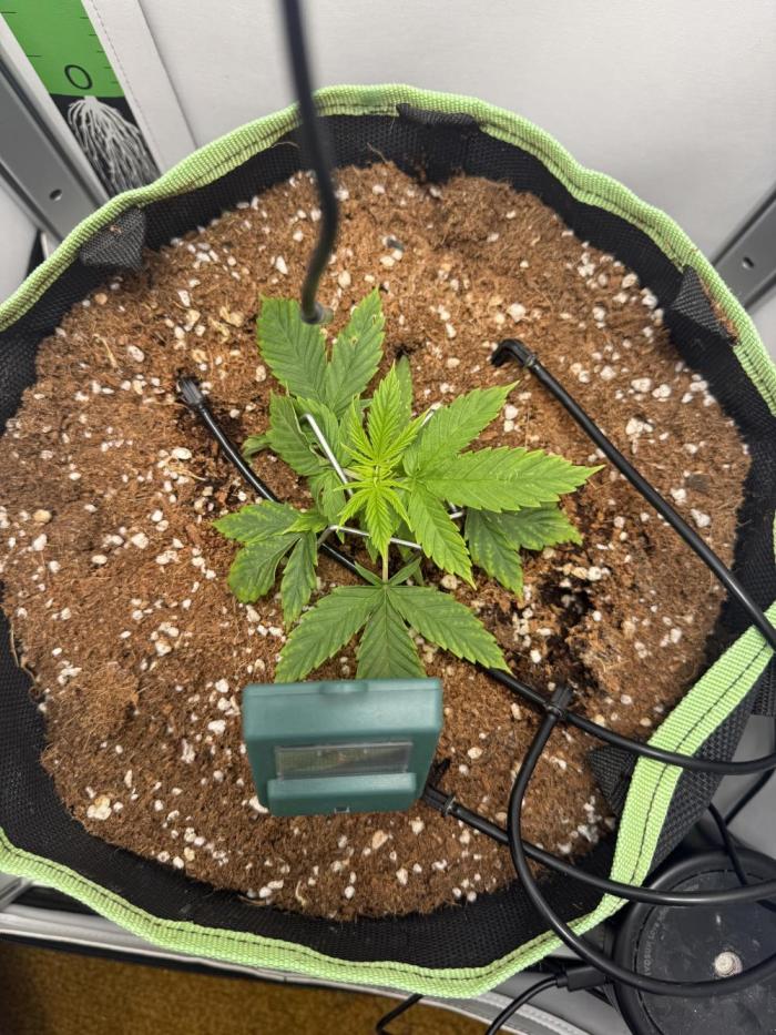 White runtz. Week 4 - Coming along