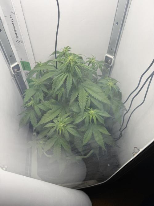 White Runtz Automatic. Week 5
