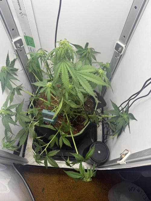 White Runtz Automatic. Week 5