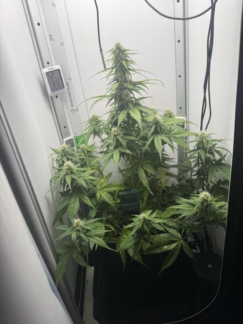 White Runtz Automatic. Week 7