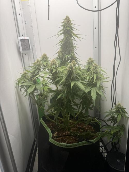 White Runtz Automatic. Week 8