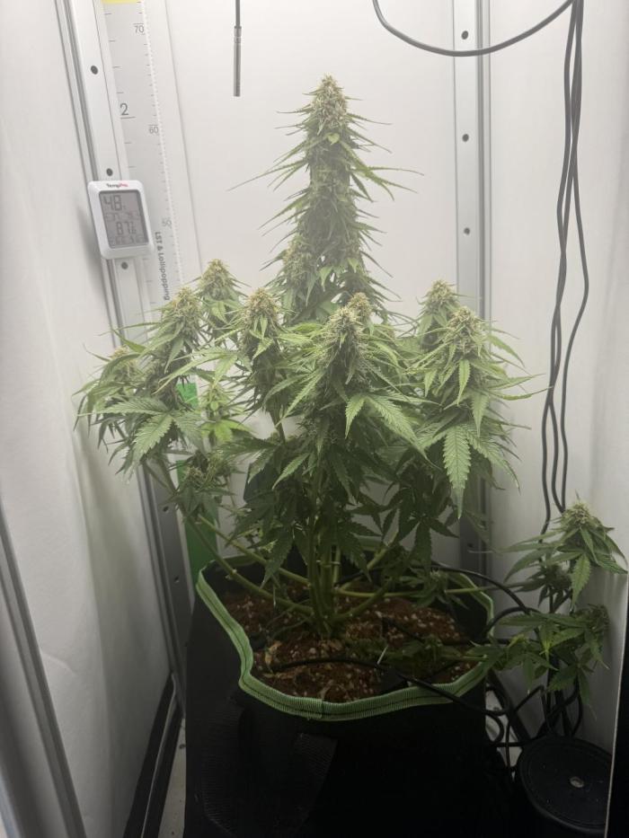 White runtz. Week 9 - Still coming along