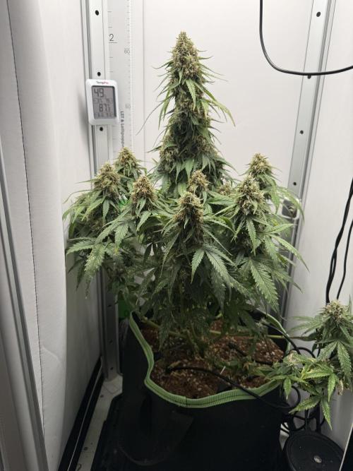 White Runtz Automatic. Week 10
