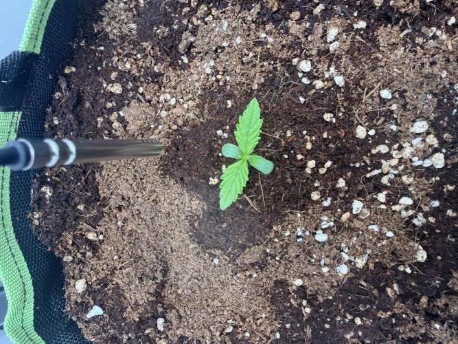 Cherrypie. Week 1 - Flip to veg hope it's not too early 