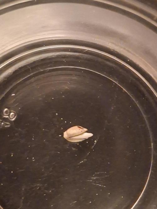 1._run_fast. Week 0 - Geduldsprobe, aber nach 48 Stunden zeigt sich Leben 🍀 ich freu mich! 