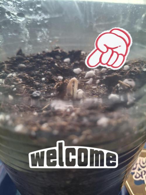 Alien Candy Kush fast_ 1.run ever. Week 0 - Heute (21.01.) hat unser kleiner Alien das Licht der Welt erblickt 😍