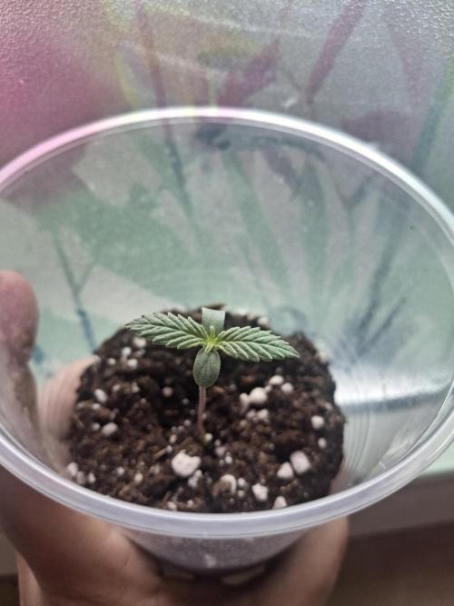 Alien Candy Kush fast_ 1.run ever. Week 1 - Tag 10 unserer Reise: Ich glaube, es geht ihm gut/läuft bei uns.