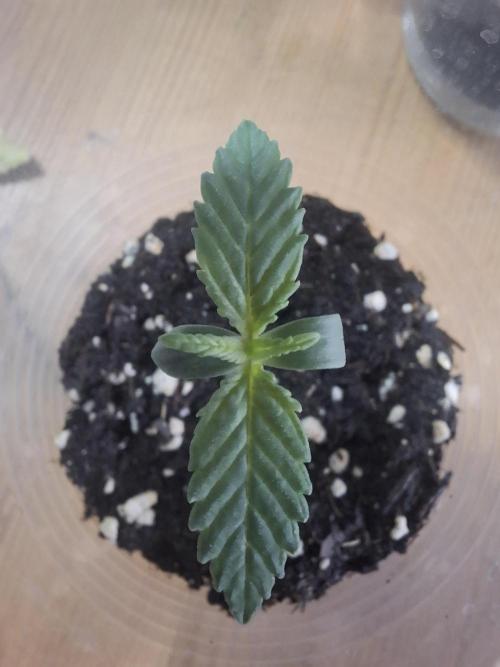 Alien Candy Kush fast_ 1.run ever. Week 1 - Tag 11 - sieht gut aus, oder? 🤔