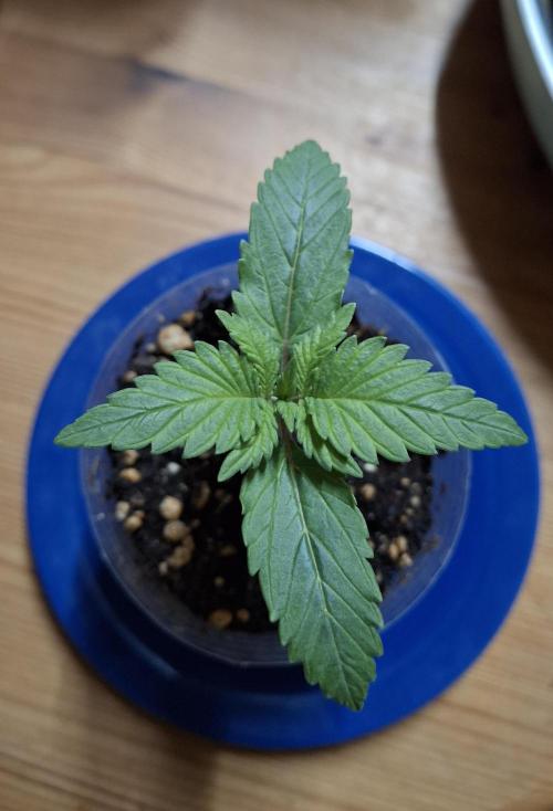 Alien Candy Kush fast_ 1.run ever. Week 2 - Woche 2: der Topf/Becher wurde für die Blätter zu eng ✂️