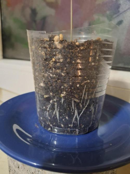 Alien Candy Kush fast_ 1.run ever. Week 2 - Durch den Becher kann man schön die Wurzeln sehen 😍