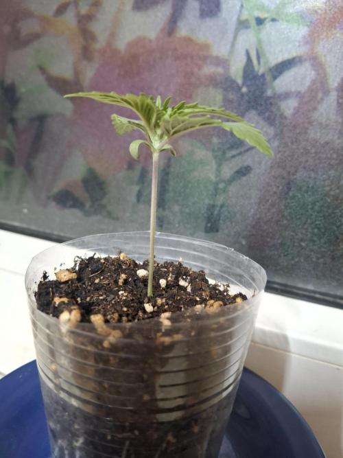 Alien Candy Kush fast_ 1.run ever. Week 2 - Dir Blätter wollten Platz - haben sie bekommen.