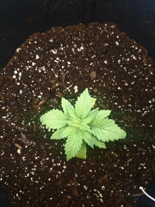 Alien Candy Kush fast_ 1.run ever. Week 2 - Haben nun umgetopft, er hat sich schnell dort wohlgefühlt. 