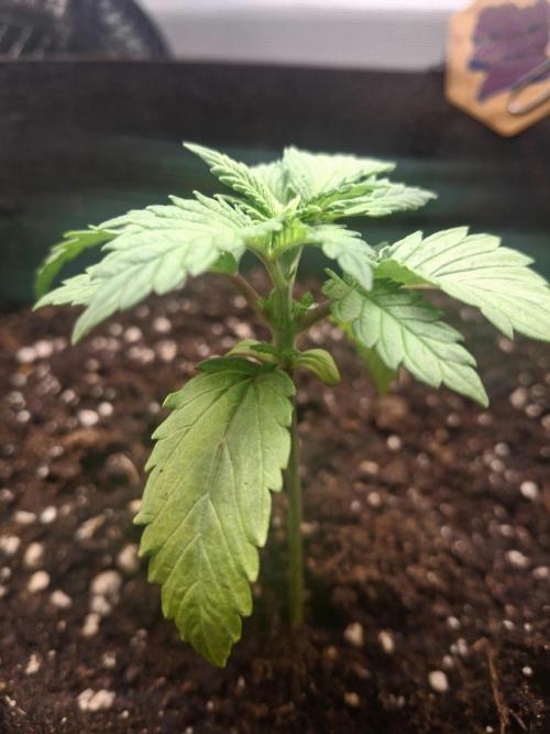 Alien Candy Kush fast_ 1.run ever. Week 2 - Tag 19 unserer Reise: viele neue Blattspitzen (?) sind zu sehen.