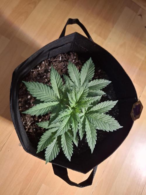 Alien Candy Kush Fast. Week 3