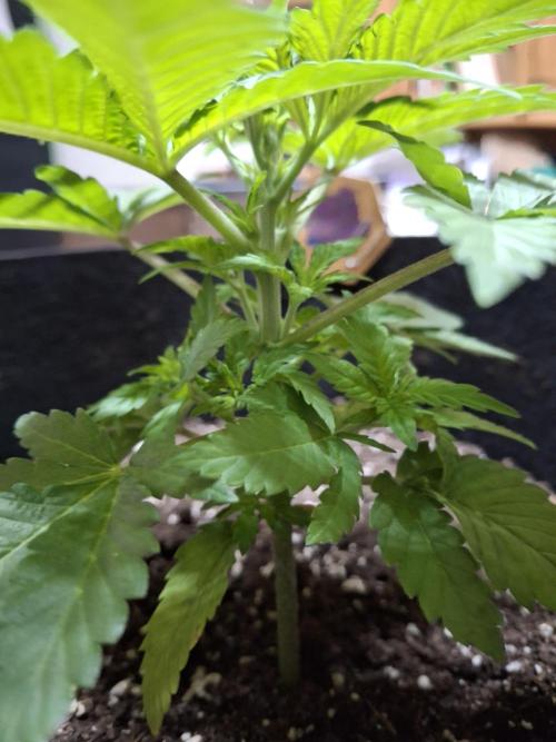 Alien Candy Kush fast_ 1.run ever. Week 4 - Ich hatte etwas Schwierigkeiten mit dem Durchblick.
