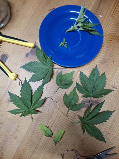 Alien Candy Kush fast_ 1.run ever. Week 4 - Keine Ahnung, ob das alles richtig war... 