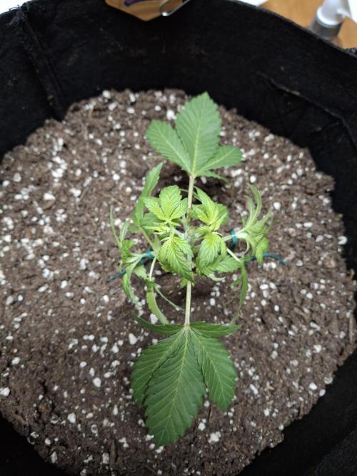 Alien Candy Kush Fast. Week 4