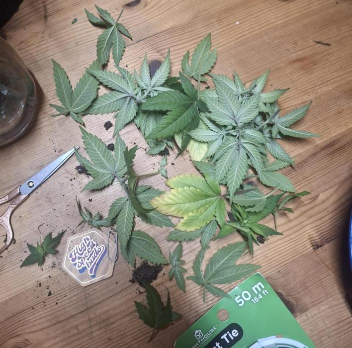 Alien Candy Kush fast_ 1.run ever. Week 5