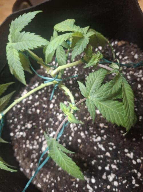 Alien Candy Kush fast_ 1.run ever. Week 6 - Anfang Woche 6
