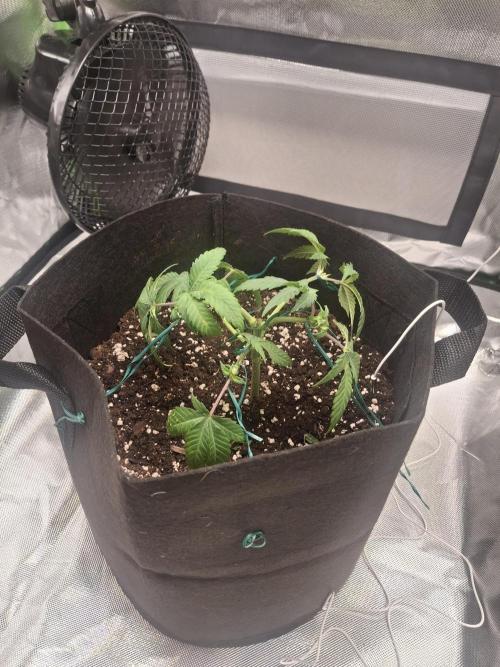 Alien Candy Kush Fast. Week 6