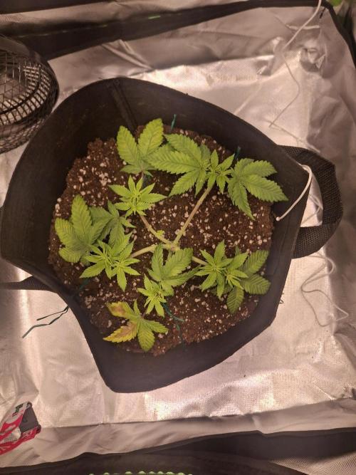 Alien Candy Kush Fast. Week 6