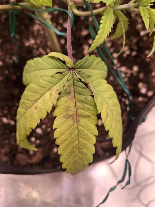 Alien Candy Kush fast_ 1.run ever. Week 7 - Nährstoffmangel? Ein bisschen Dünger wird es zeigen.