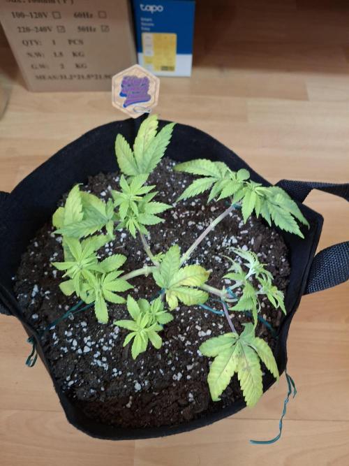 Alien Candy Kush fast_ 1.run ever. Week 7 - Ein bisschen LST justiert und den Topfrand gekürzt.