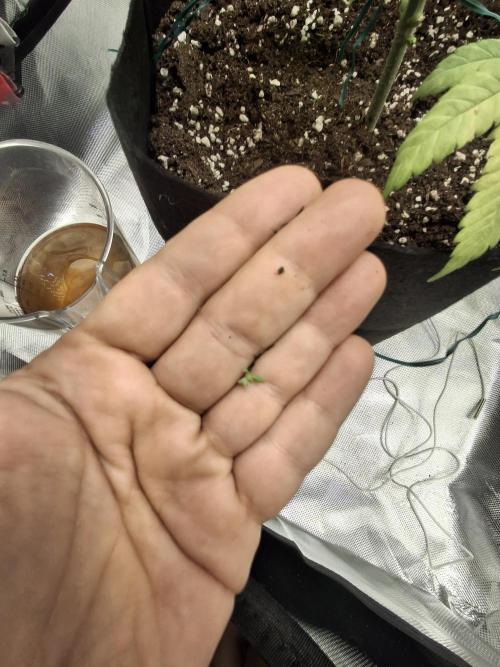 Alien Candy Kush fast_ 1.run ever. Week 7 - Der kleine verirrte wurde entfernt, damit er keine Energie klaut.