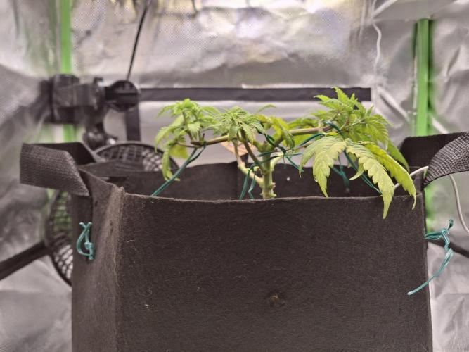 Alien Candy Kush fast_ 1.run ever. Week 7 - Jetzt ist es luftiger. Vorher saß die Pflanze zu tief im Topf ✂️