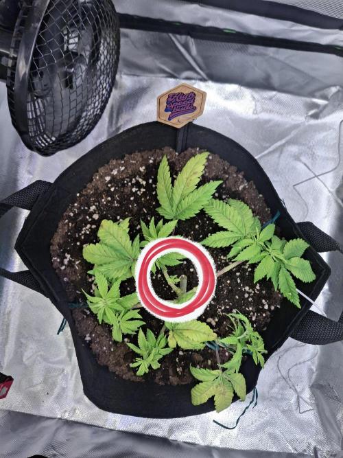 Alien Candy Kush Fast. Week 7
