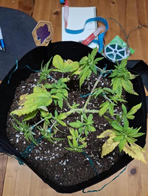 Alien Candy Kush fast_ 1.run ever. Week 8 - Schön is anders, aber Triebe sind grün... Tag 50