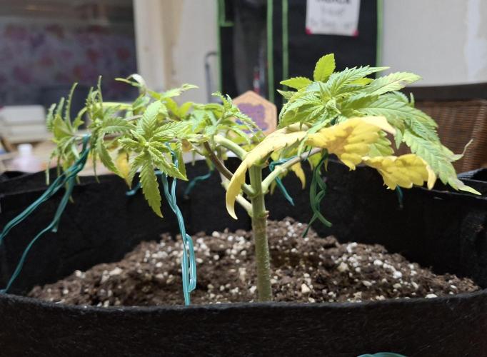 Alien Candy Kush Fast. Week 8