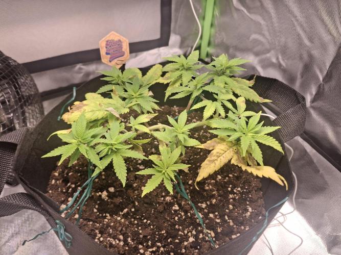 Alien Candy Kush Fast. Week 8