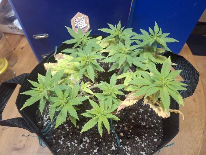 Alien Candy Kush fast_ 1.run ever. Week 8 - Tag 53 - einmal noch ein wenig neuordnen...