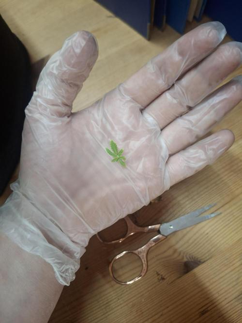 Alien Candy Kush fast_ 1.run ever. Week 8 - Tag 53 - wir verabschieden uns von dem Kleinen. Er hat sein bestes gegeben 🙏