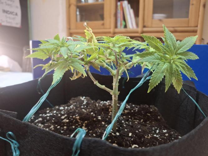Alien Candy Kush fast_ 1.run ever. Week 8 - Tag 53
Ein schönes Blätterdach.